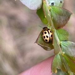 Peltoschema basicollis (Leaf beetle) at Yarrangobilly, NSW - 29 Dec 2023 by SteveBorkowskis