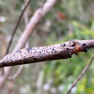 Archichauliodes (Riekochauliodes) guttiferus at Kosciuszko National Park - 29 Dec 2023