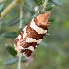 Subfurcatana subfurcatana (A Tortricid moth) at Yarrangobilly, NSW - 29 Dec 2023 by SteveBorkowskis