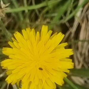 Coleoptera (order) at Crace Grassland (CR_2) - 29 Dec 2023