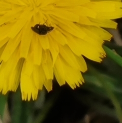 Coleoptera (order) at Crace Grassland (CR_2) - 29 Dec 2023