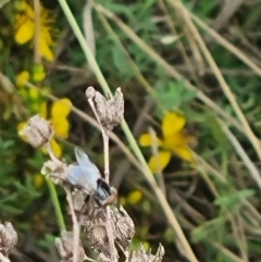 Tabanomorpha sp. (Parvorder) (Snipe Flies and allies) at Crace Grassland (CR_2) - 29 Dec 2023 by MiaThurgate