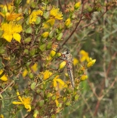 Asilinae sp. (subfamily) at Crace Grassland (CR_2) - 29 Dec 2023