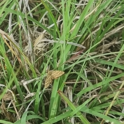 Scopula rubraria (Reddish Wave, Plantain Moth) at Crace Grassland (CR_2) - 28 Dec 2023 by MiaThurgate