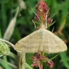 Scopula rubraria (Reddish Wave, Plantain Moth) at Crace Grassland (CR_2) - 29 Dec 2023 by MiaThurgate