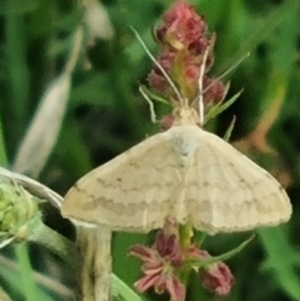 Scopula rubraria at Crace Grassland (CR_2) - 29 Dec 2023 09:25 AM