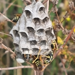 Polistes (Polistes) chinensis (Asian paper wasp) at Crace Grassland (CR_2) - 29 Dec 2023 by MiaThurgate