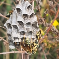 Polistes (Polistes) chinensis at Crace Grassland (CR_2) - 29 Dec 2023