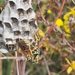 Polistes (Polistes) chinensis at Crace Grassland (CR_2) - 29 Dec 2023