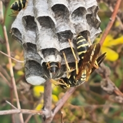 Polistes (Polistes) chinensis at Crace Grassland (CR_2) - 29 Dec 2023