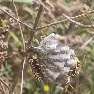 Polistes (Polistes) chinensis at Crace Grassland (CR_2) - 29 Dec 2023