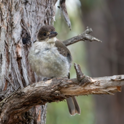 Cracticus torquatus (Grey Butcherbird) at Higgins Woodland - 1 Jan 2024 by Untidy