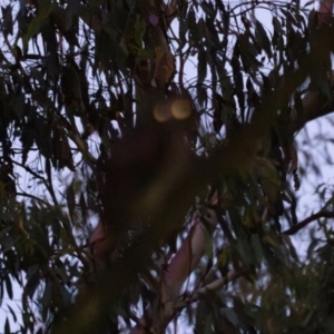 Ninox strenua at Wee Jasper, NSW - suppressed