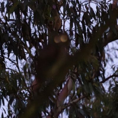 Ninox strenua (Powerful Owl) at Wee Jasper, NSW - 30 Dec 2023 by Wildlifewarrior80