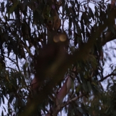 Ninox strenua (Powerful Owl) at Wee Jasper, NSW - 30 Dec 2023 by brettguy80