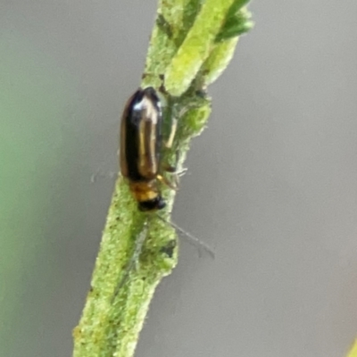 Monolepta froggatti (Leaf beetle) at Kambah, ACT - 1 Jan 2024 by Hejor1