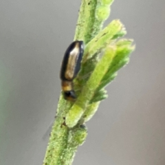 Monolepta froggatti at Kambah, ACT - 1 Jan 2024 06:28 PM