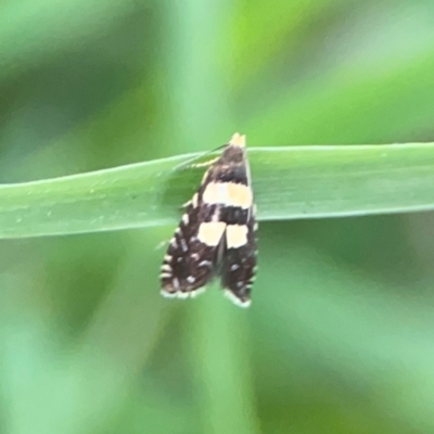 Glyphipterix chrysoplanetis (A Sedge Moth) at Kambah, ACT - 1 Jan 2024 by Hejor1