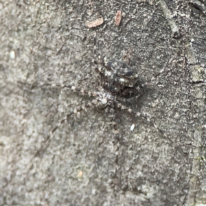 Tamopsis sp. (genus) at Kambah, ACT - 1 Jan 2024