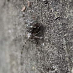 Tamopsis sp. (genus) at Kambah, ACT - 1 Jan 2024