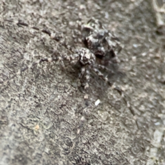 Tamopsis sp. (genus) at Kambah, ACT - 1 Jan 2024