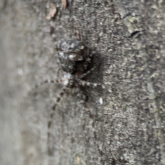 Tamopsis sp. (genus) at Kambah, ACT - 1 Jan 2024