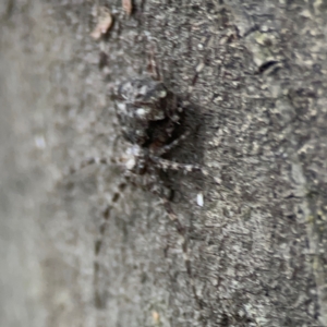 Tamopsis sp. (genus) at Kambah, ACT - 1 Jan 2024