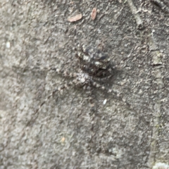 Tamopsis sp. (genus) at Kambah, ACT - 1 Jan 2024