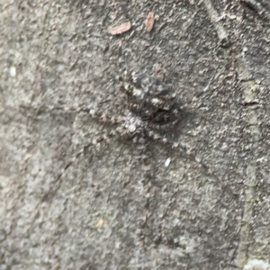 Tamopsis sp. (genus) at Kambah, ACT - 1 Jan 2024