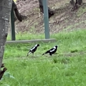 Gymnorhina tibicen at Kambah, ACT - 1 Jan 2024 06:49 PM