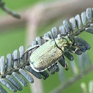 Diphucephala sp. (genus) at Kambah, ACT - 1 Jan 2024