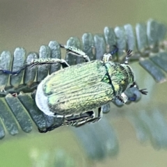 Diphucephala sp. (genus) at Kambah, ACT - 1 Jan 2024