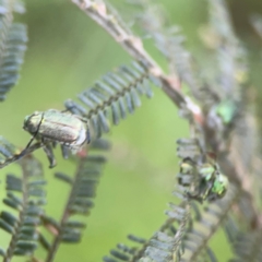 Diphucephala sp. (genus) at Kambah, ACT - 1 Jan 2024