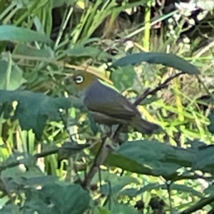 Zosterops lateralis at Kambah, ACT - 1 Jan 2024