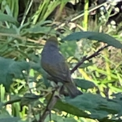 Zosterops lateralis at Kambah, ACT - 1 Jan 2024