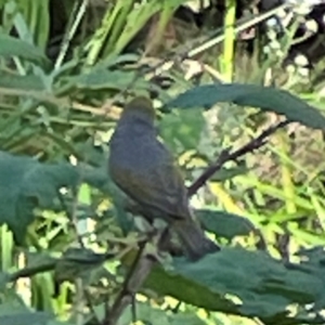 Zosterops lateralis at Kambah, ACT - 1 Jan 2024