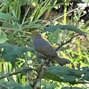 Zosterops lateralis at Kambah, ACT - 1 Jan 2024