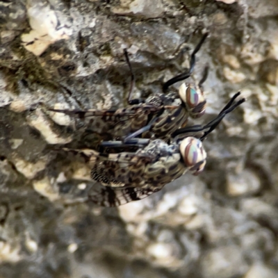 Euprosopia sp. (genus) (Signal fly) at Kambah, ACT - 1 Jan 2024 by Hejor1