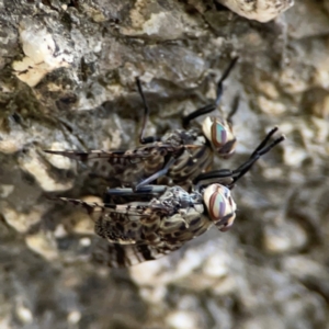 Euprosopia sp. (genus) at Kambah, ACT - 1 Jan 2024