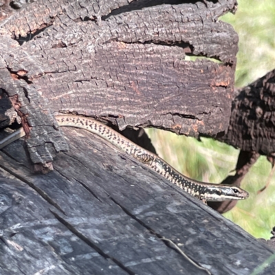 Eulamprus heatwolei (Yellow-bellied Water Skink) at Kambah, ACT - 1 Jan 2024 by Hejor1