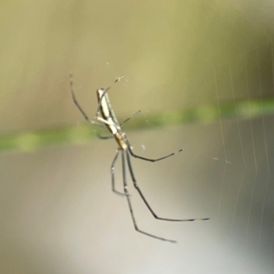 Tetragnatha sp. (genus) (Long-jawed spider) at Kambah, ACT - 1 Jan 2024 by Hejor1