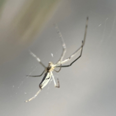 Tetragnatha sp. (genus) at Kambah, ACT - 1 Jan 2024