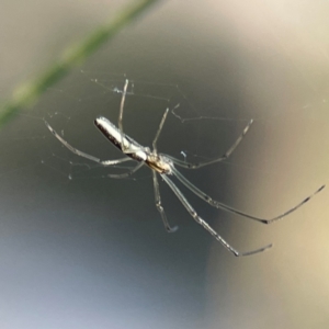 Tetragnatha sp. (genus) at Kambah, ACT - 1 Jan 2024 05:35 PM