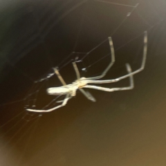 Tetragnatha sp. (genus) at Kambah, ACT - 1 Jan 2024 05:35 PM