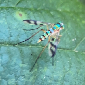 Heteropsilopus ingenuus at Kambah, ACT - 1 Jan 2024