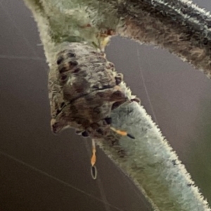 Pentatomidae (family) at Kambah, ACT - 1 Jan 2024 05:06 PM