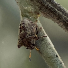 Pentatomidae (family) at Kambah, ACT - 1 Jan 2024 05:06 PM
