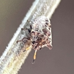 Pentatomidae (family) at Kambah, ACT - 1 Jan 2024 05:06 PM