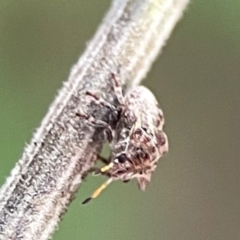 Pentatomidae (family) at Kambah, ACT - 1 Jan 2024 05:06 PM