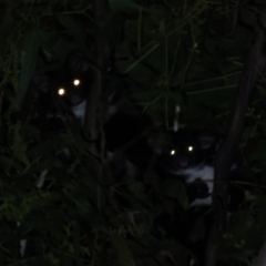 Petauroides volans (Southern Greater Glider) at Micalong Gorge - 30 Mar 2023 by Wildlifewarrior80